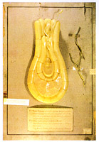 Fecondazione delle orchidee, cera