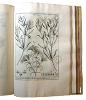 P. A. Micheli, Nova plantarum genera