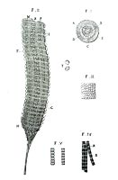 Sulla fibra muscolare. Disegni