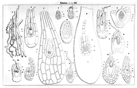 Sulla fecondazione delle Orchidee. Disegni
